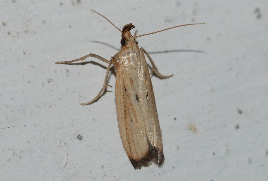 Pyralidae da conf: : Hypsotropa limbella